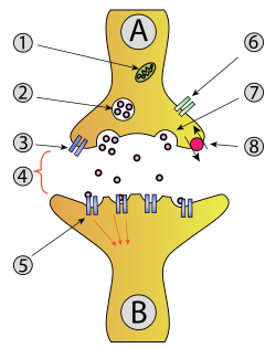 synaps en receptor