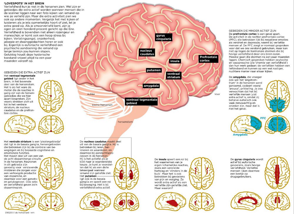 Verliefdheid hersenen