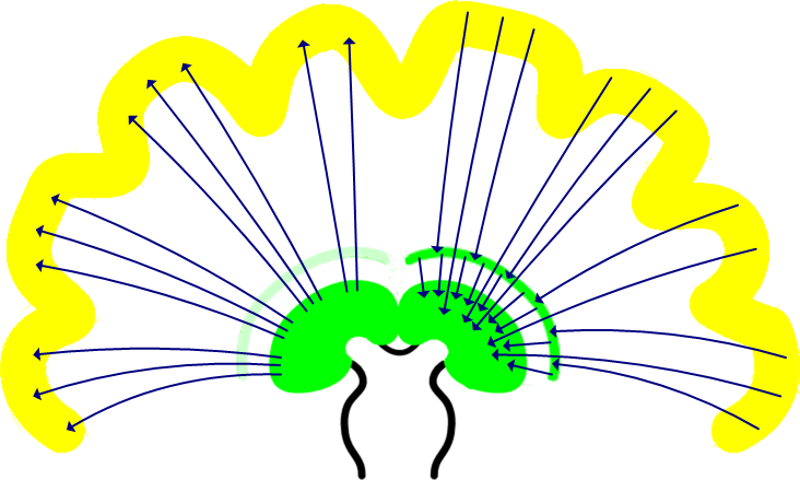 Thalamus-cortex