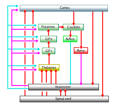 Episodic memory system or basal ganglia